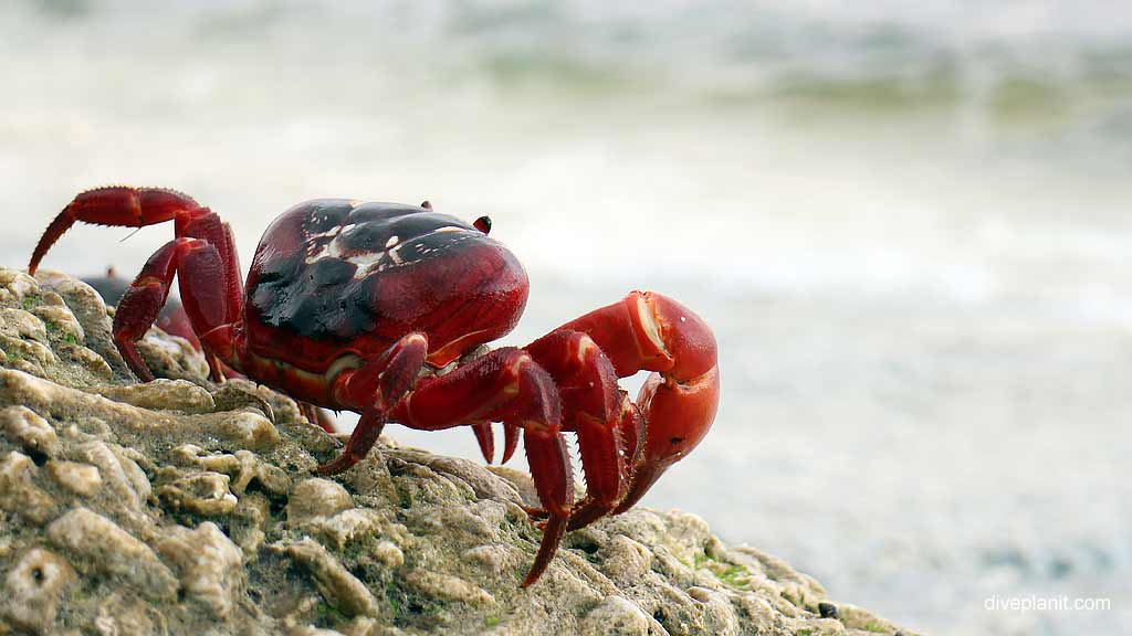 A Red Crab looks out to sea diving Christmas Island in Australias Indian Ocean by Diveplanit
