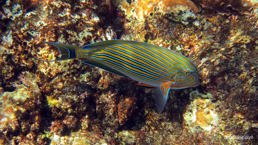Best dive site in Christmas Island is Flying Fish Cove Shorey with Bluelined Surgeonfish. Scuba holiday travel planning for CI - where, who and how