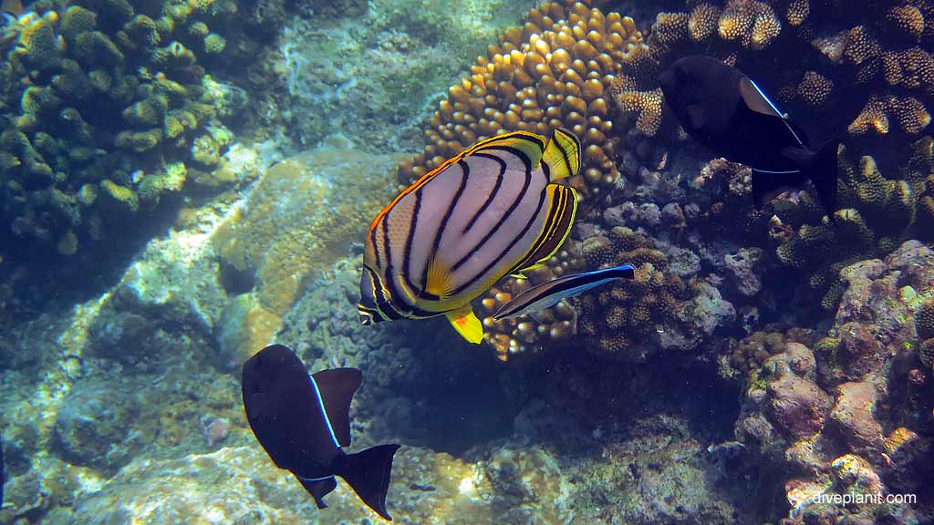 Meyers Butterflyfish with Indian Ocean Triggers diving Christmas Island in Australias Indian Ocean by Diveplanit
