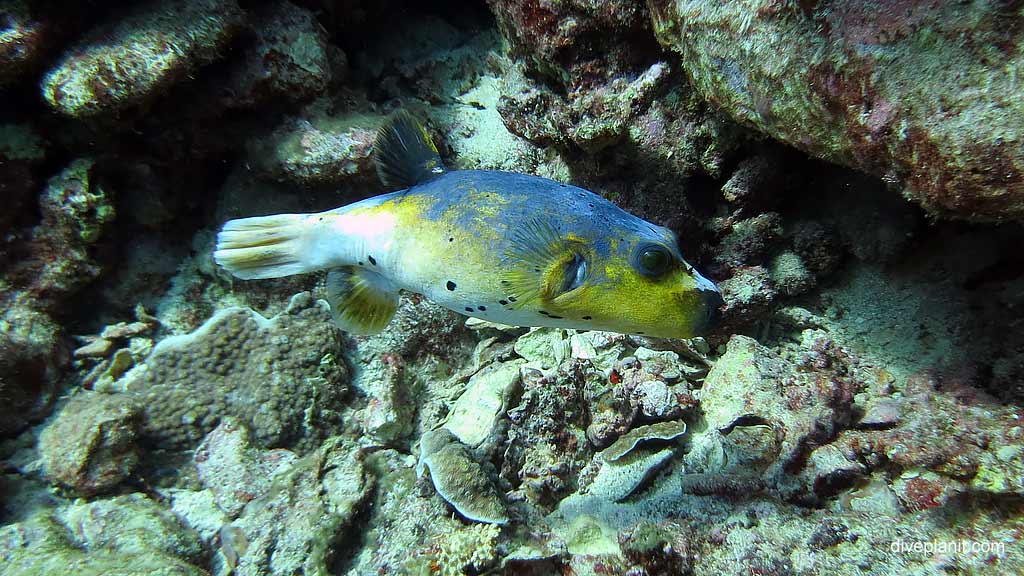 Best dive site in Christmas Island is Flying Fish Cove Shorey with Black spotted Pufferfish. Scuba holiday travel planning for CI - where, who and how
