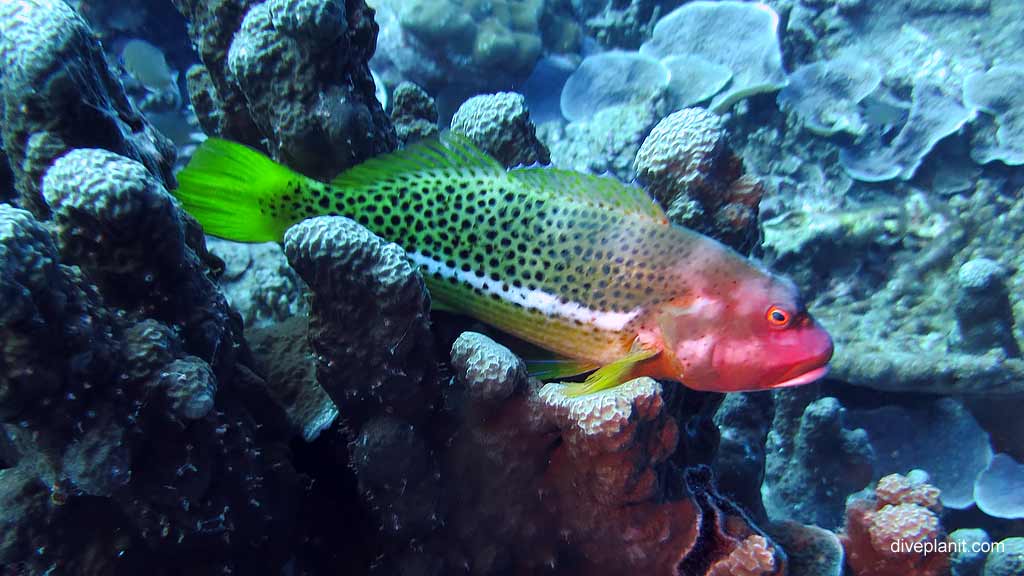 Best dive site in Christmas Island is Flying Fish Cove Shorey with Ornate Hawkfish. Scuba holiday travel planning for CI - where, who and how