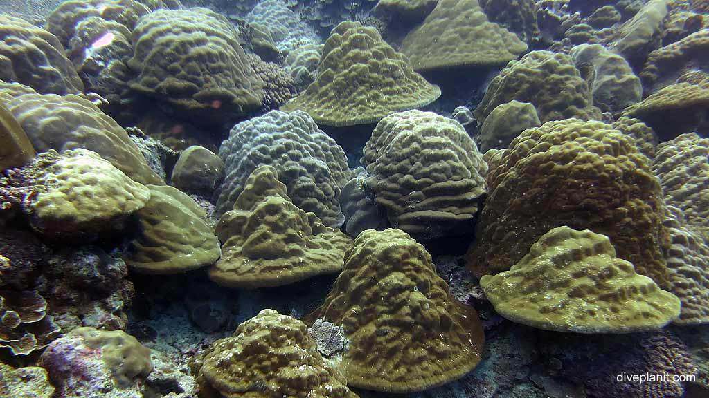 Helmet Coral diving Christmas Island in Australias Indian Ocean by Diveplanit