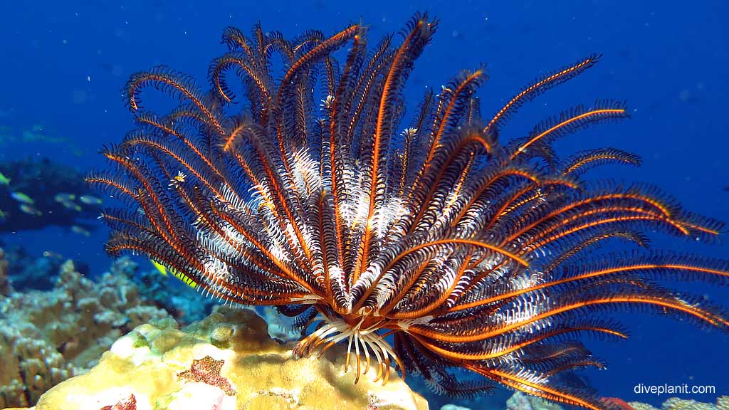 Feather Star diving The Morgue at Christmas Island in Australias Indian Ocean by Diveplanit