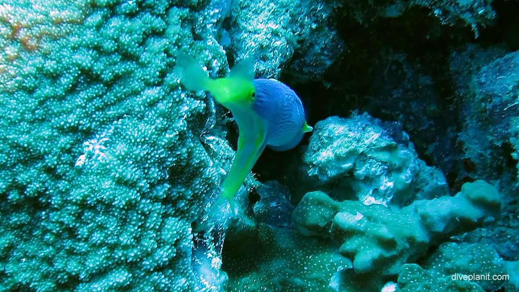 Relatively rare Ribbon Eel diving The Morgue at Christmas Island in Australias Indian Ocean by Diveplanit