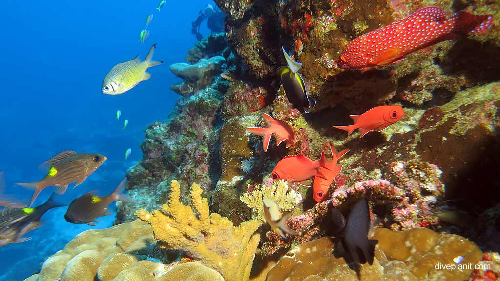 Fish Diversity diving Million Dollar Bommie at Christmas Island in Australias Indian Ocean by Diveplanit