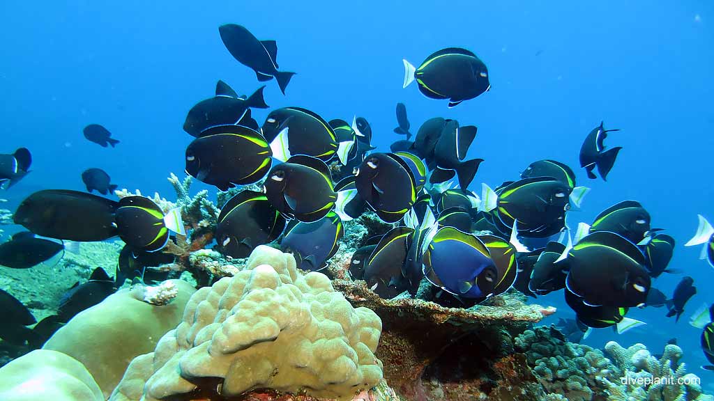 Velvet Surgeonfish diving Million Dollar Bommie at Christmas Island in Australias Indian Ocean by Diveplanit