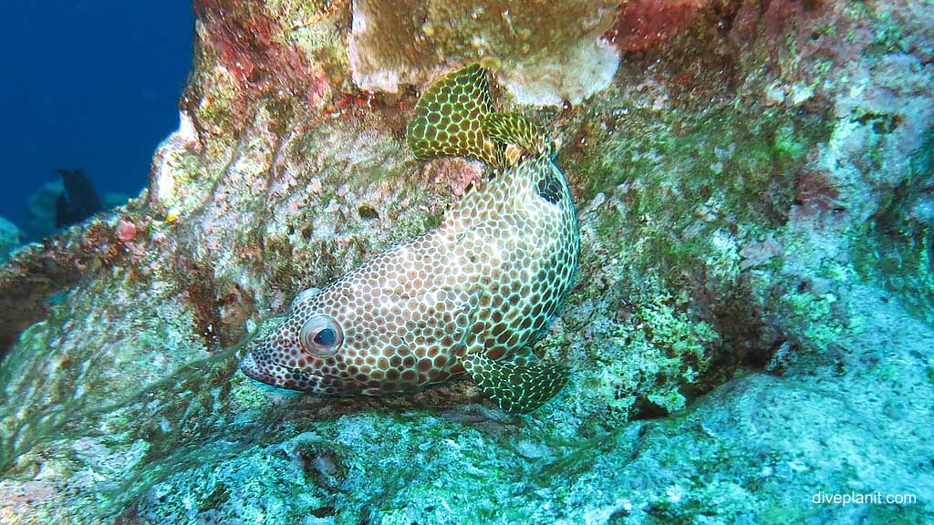 Honeycomb Rockcod all hexagons diving Rhoda Wall at Christmas Island in Australias Indian Ocean by Diveplanit