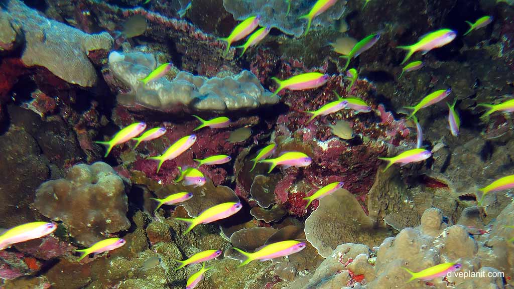 The reef is alive with Fusiliers diving Rhoda Wall at Christmas Island in Australias Indian Ocean by Diveplanit