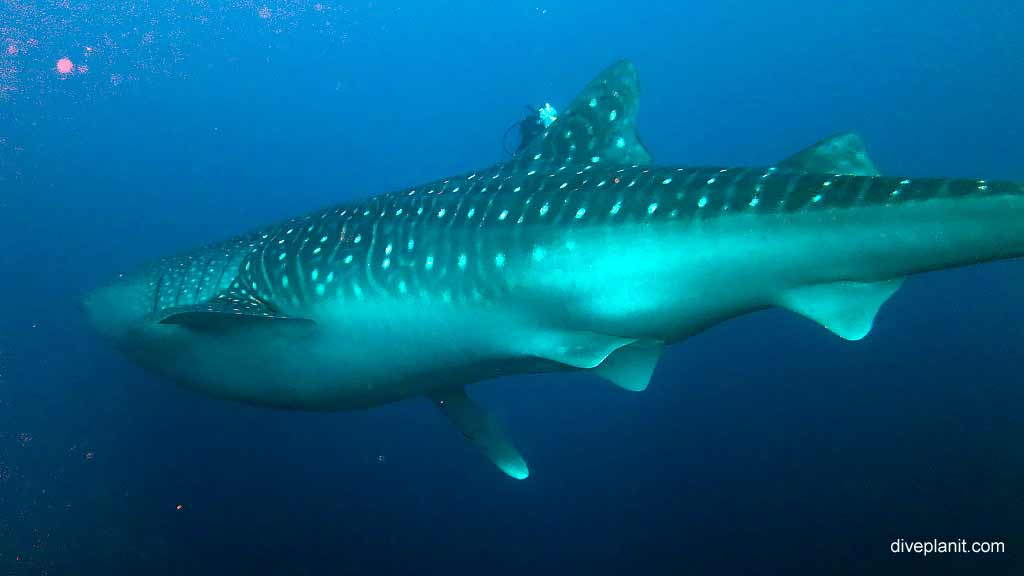 Whale Shark eclipsing the diver diving Rhoda Wall at Christmas Island in Australias Indian Ocean by Diveplanit