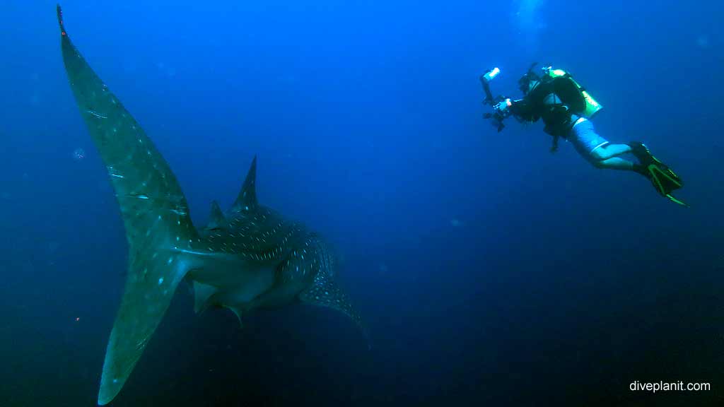 What would you give to be him diving Rhoda Wall at Christmas Island in Australias Indian Ocean by Diveplanit