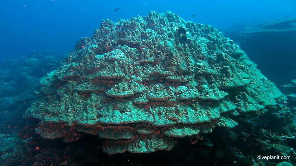 Fractal Coral diving Rhoda Wall at Christmas Island in Australias Indian Ocean by Diveplanit