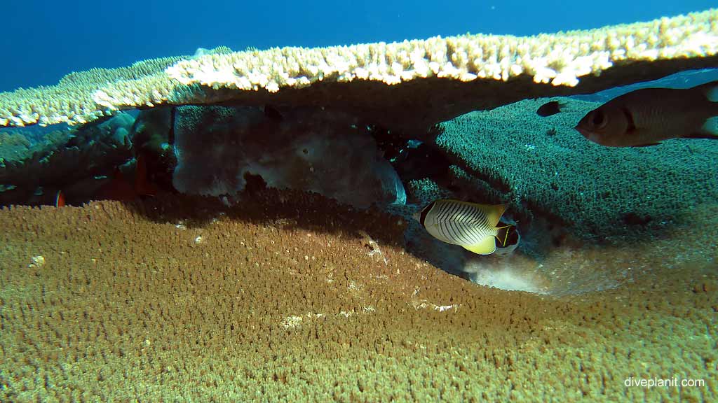 Chevroned Butterflyfish reposing diving Rhoda Wall at Christmas Island in Australias Indian Ocean by Diveplanit