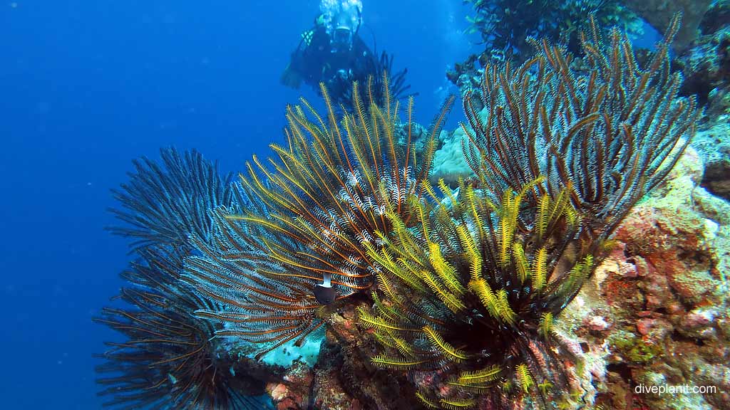 Feather Stars a plenty diving Fuel Buoy 2 at Christmas Island in Australias Indian Ocean by Diveplanit