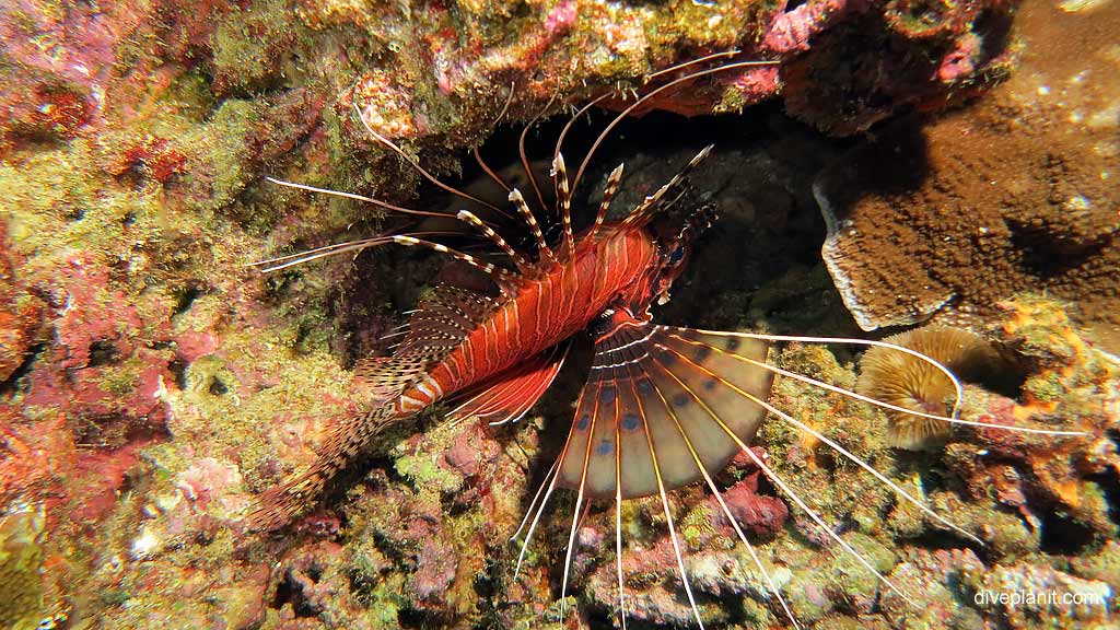Lots of Lionfish diving Fuel Buoy 2 at Christmas Island in Australias Indian Ocean by Diveplanit