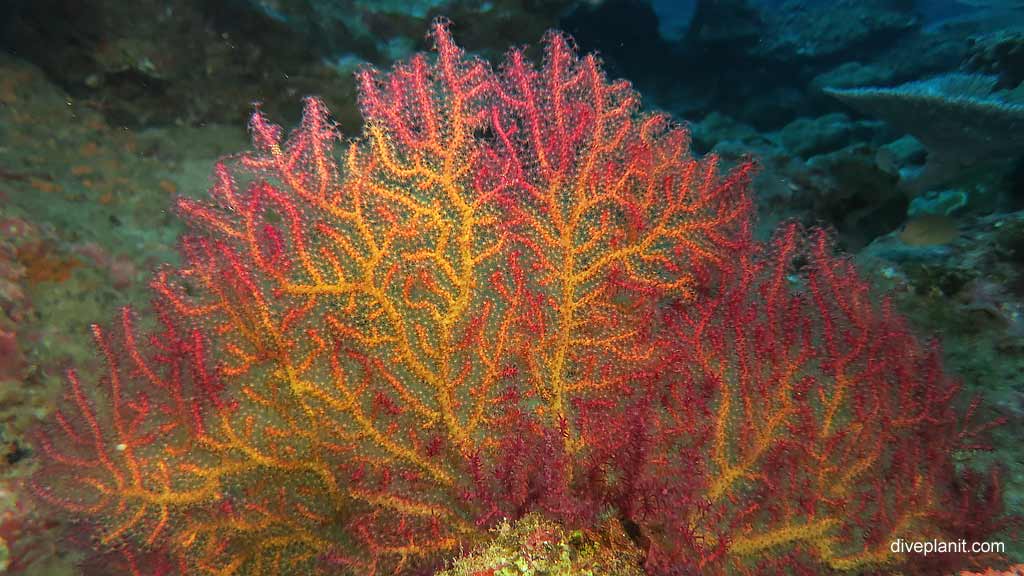 Pristine Sea Fan diving Fuel Buoy 2 at Christmas Island in Australias Indian Ocean by Diveplanit
