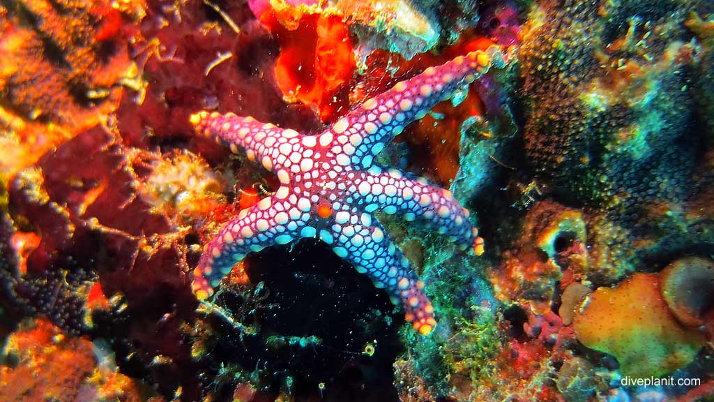 Noduled Sea Star diving Fuel Buoy 2 at Christmas Island in Australias Indian Ocean by Diveplanit`