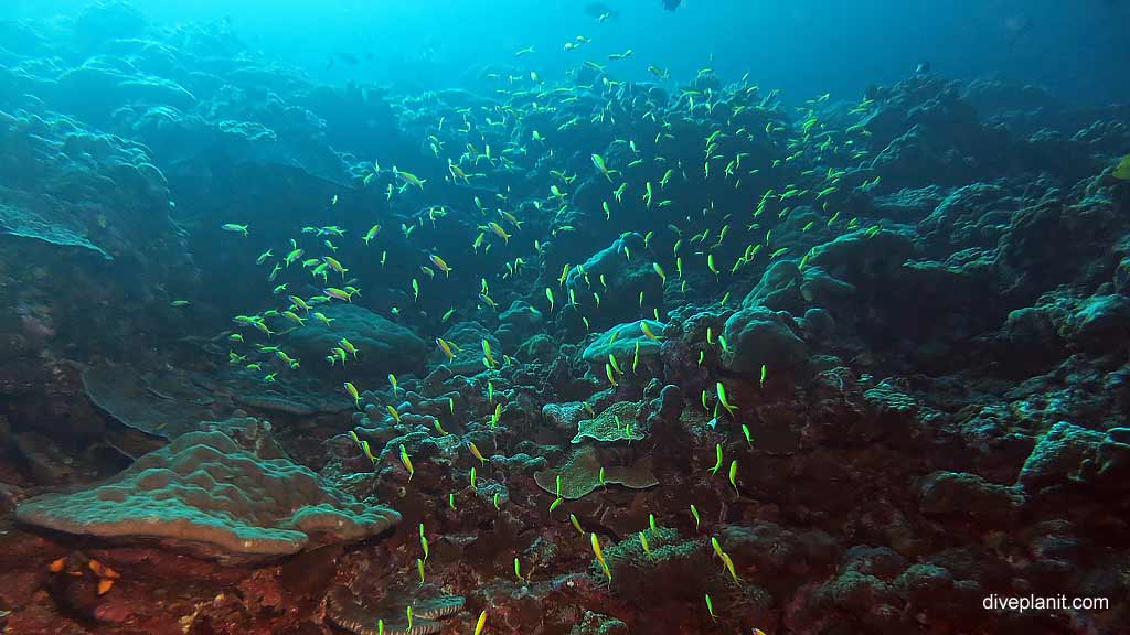 Fusiliers heading over there diving Lost Lake East at Christmas Island in Australias Indian Ocean by Diveplanit