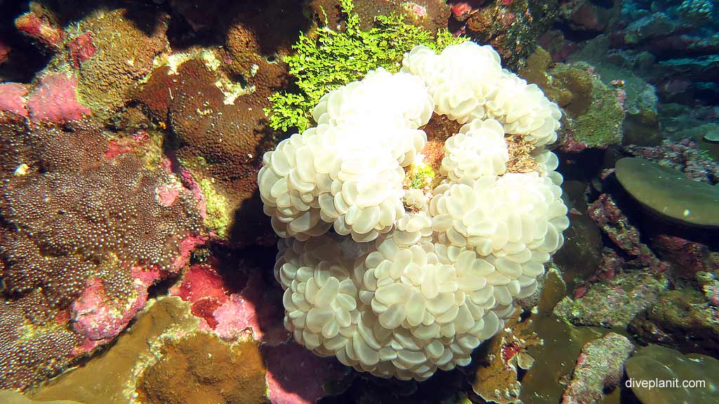 Jelly bean coral diving Lost Lake East at Christmas Island in Australias Indian Ocean by Diveplanit