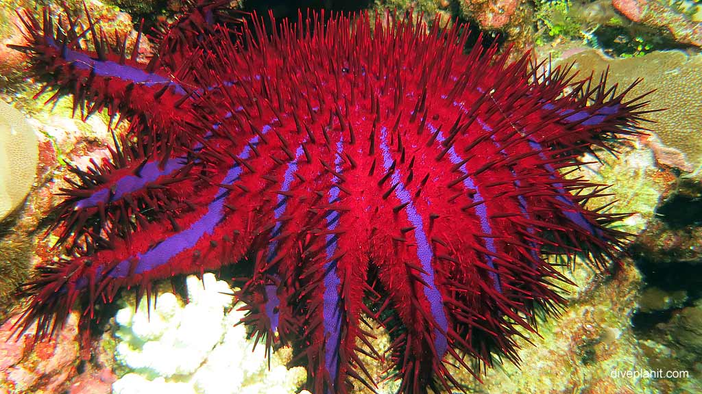 Crown of Thorns diving Lost Lake East at Christmas Island in Australias Indian Ocean by Diveplanit