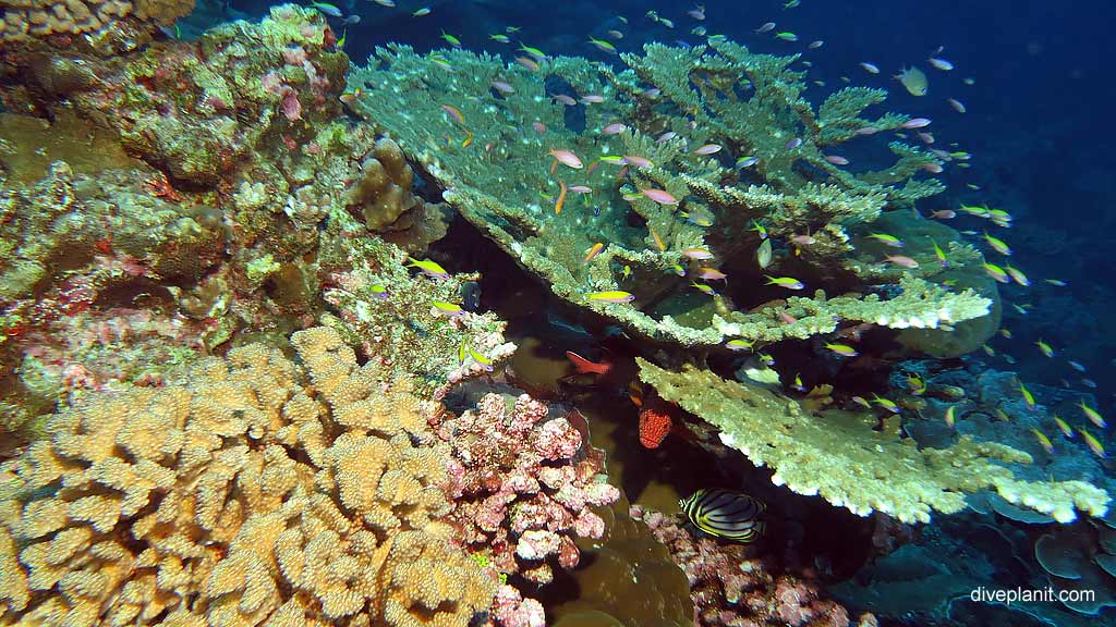 Typical reef at edge of drop off diving Thundercliff Cave at Christmas Island in Australias Indian Ocean by Diveplanit