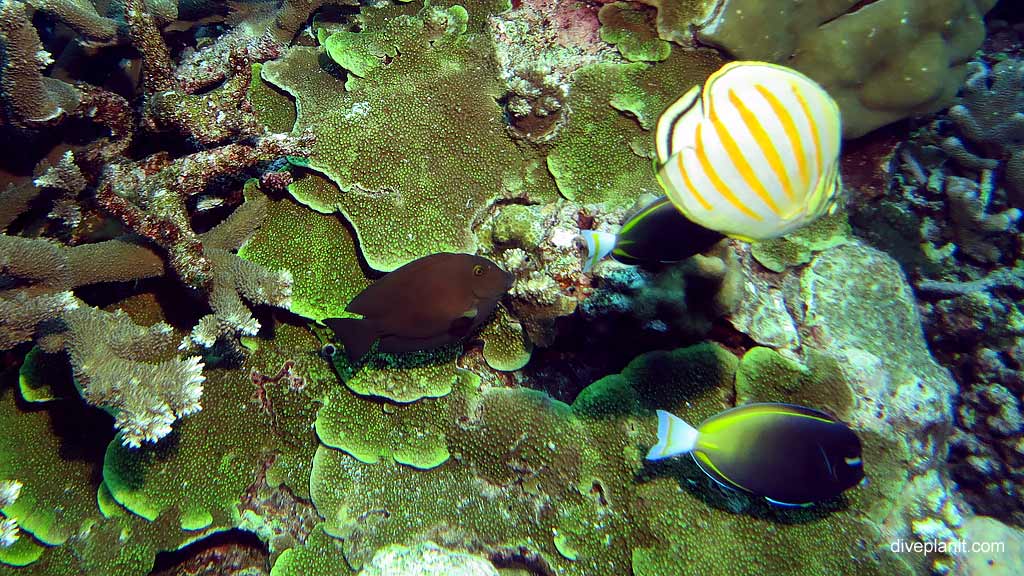 Best dive site in Christmas Island is Thundercliff Cave with Outside the cave. Scuba holiday travel planning for CI - where, who and how