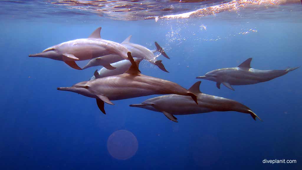 Dolphins before the first dive diving Perpendicular Wall at Christmas Island in Australias Indian Ocean by Diveplanit
