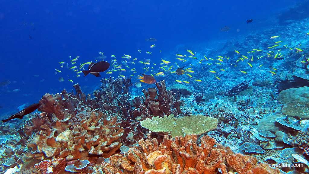 The 5m reef is not bad either diving Perpendicular Wall at Christmas Island in Australias Indian Ocean by Diveplanit