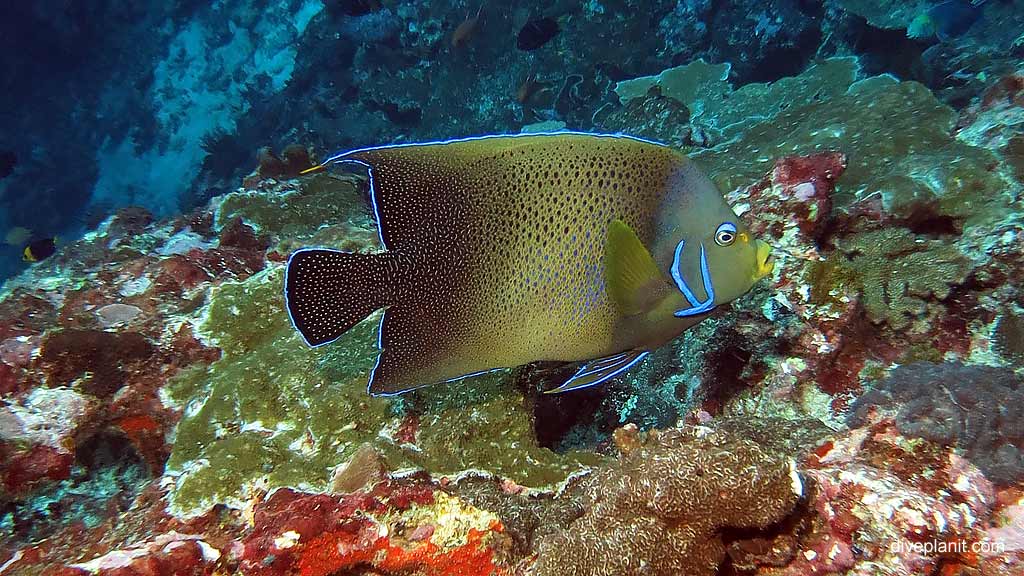 Blue-lined Angelfish diving Perpendicular Wall at Christmas Island in Australias Indian Ocean by Diveplanit