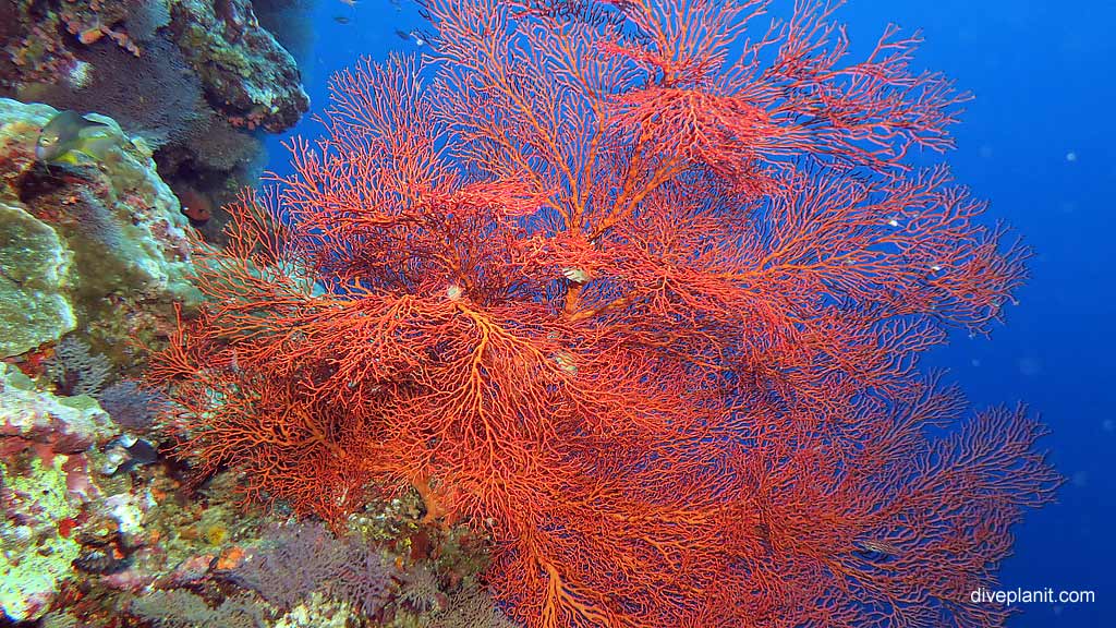 Sea fans in every direction diving Perpendicular Wall at Christmas Island in Australias Indian Ocean by Diveplanit