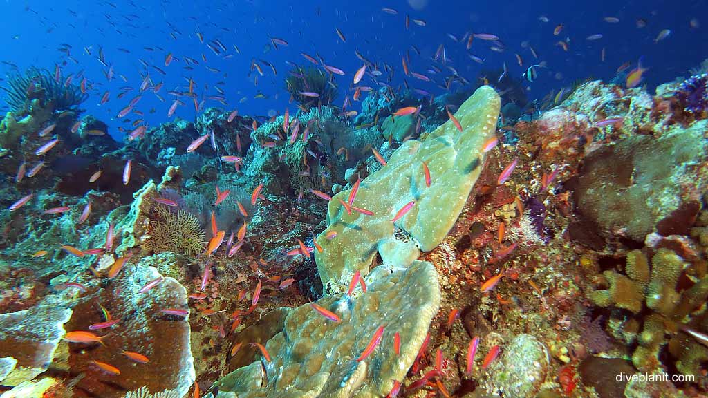 Well-named diving Perpendicular Wall at Christmas Island in Australias Indian Ocean by Diveplanit