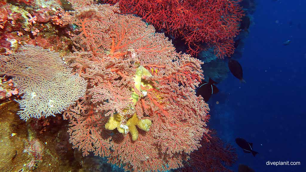 Stunning diversity of fans & corals diving Perpendicular Wall at Christmas Island in Australias Indian Ocean by Diveplanit