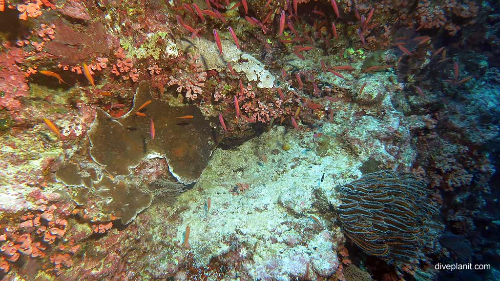 Christmas Is dusting of snow diving Perpendicular Wall at Christmas Island in Australias Indian Ocean by Diveplanit