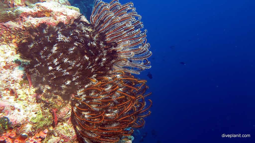 Christmas Is dusting of snow diving Perpendicular Wall at Christmas Island in Australias Indian Ocean by Diveplanit