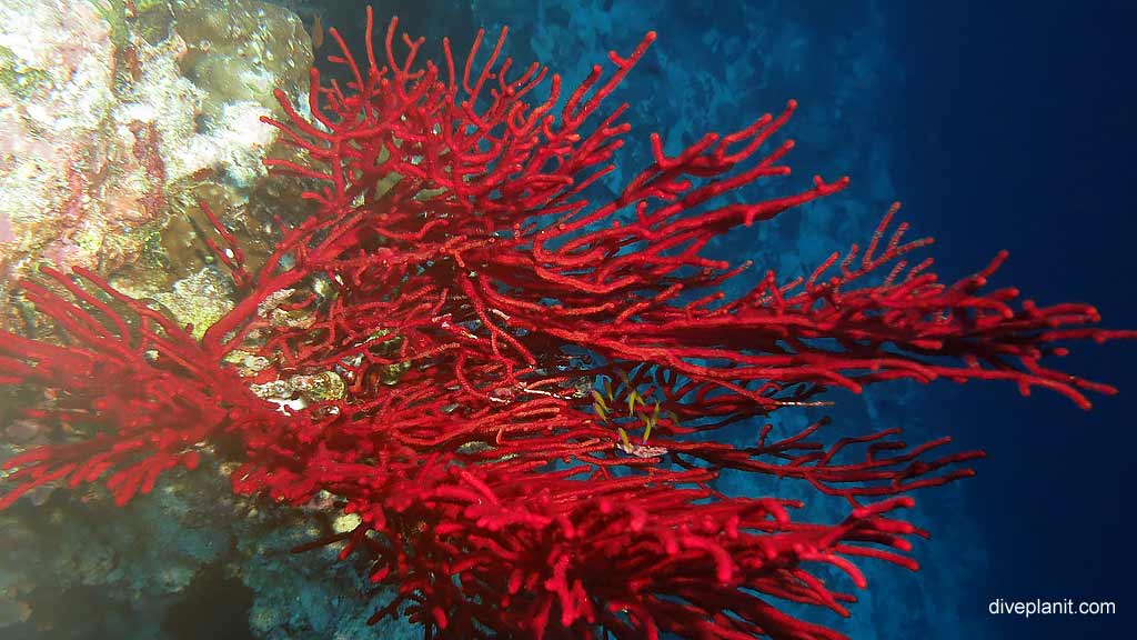 Hydrocorals diving Perpendicular Wall at Christmas Island in Australias Indian Ocean by Diveplanit