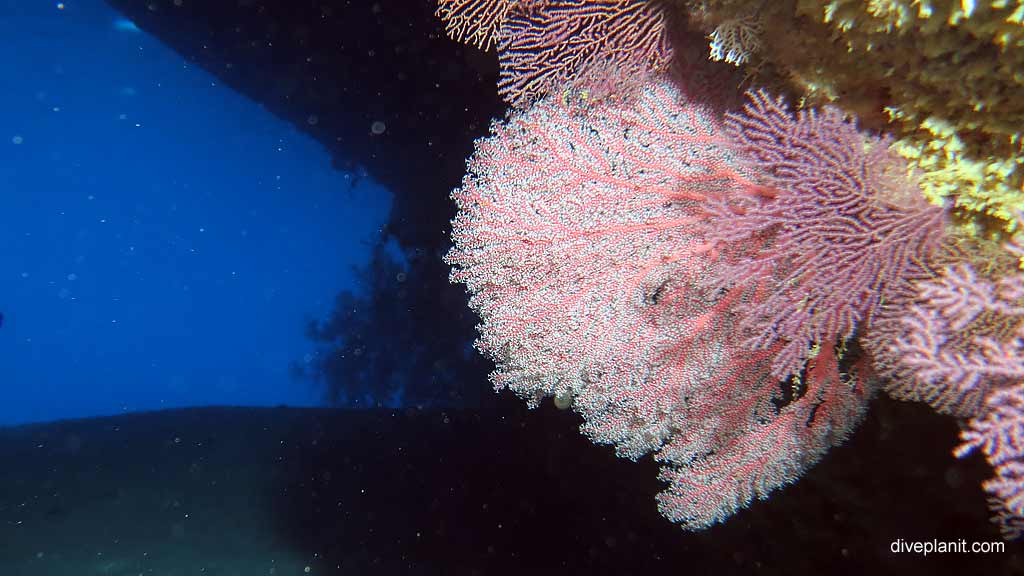 Walls teeming with colourful life diving West White Beach at Christmas Island in Australias Indian Ocean by Diveplanit