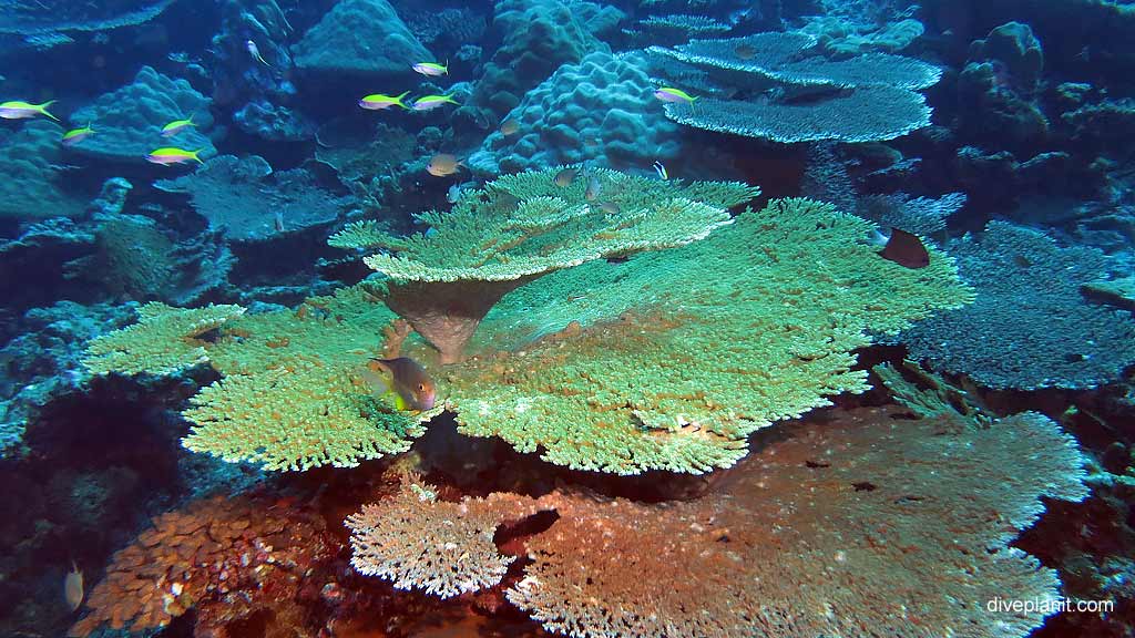 Its not just the cave diving West White Beach at Christmas Island in Australias Indian Ocean by Diveplanit