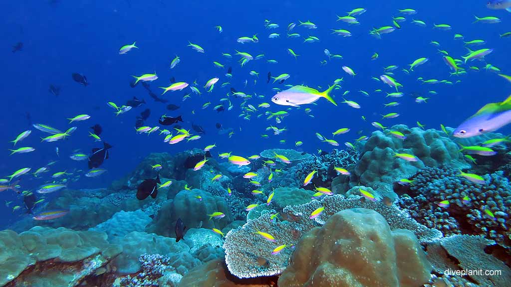 The Reef outside diving West White Beach at Christmas Island in Australias Indian Ocean by Diveplanit