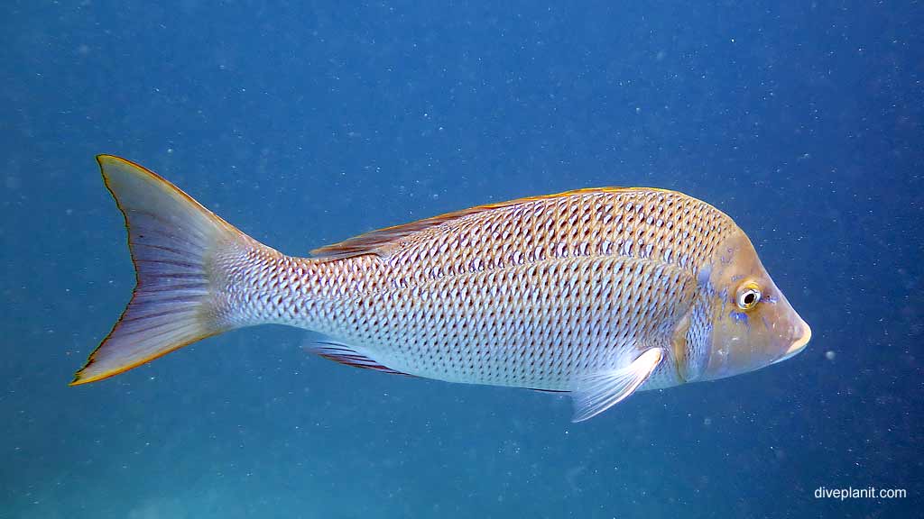 The many different fish and other marine life you’ll see snorkelling or diving at Hardy Reef Great Barrier Reef with Cruise Whitsundays
