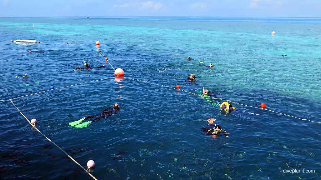 Best dive sites diving with Cruise Whitsundays. Scuba holiday travel planning for Whitsundays - where, who and how