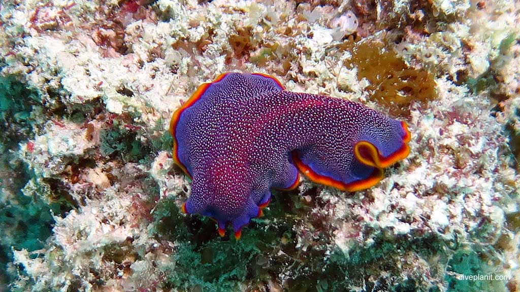 Fuchsia Flatworm in blue at Hardy Reef, Whitsundays 