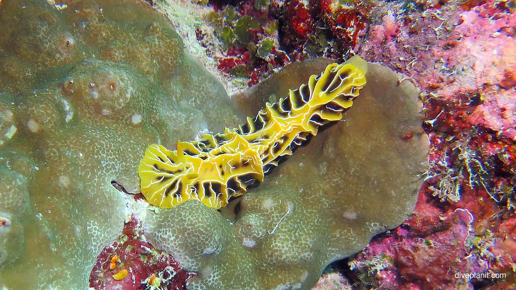 Nudibranch, Reticulidia Halgerda at Hardy Reef diving Whitsundays