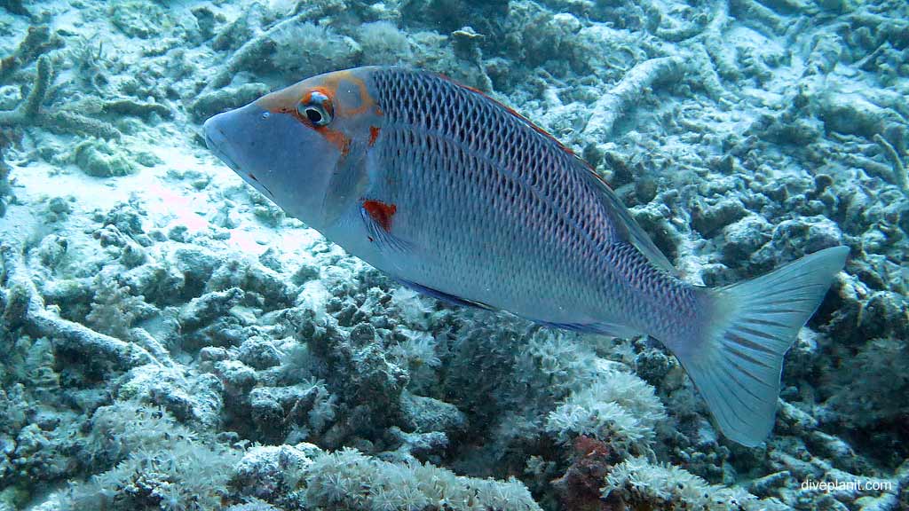 The many different fish and other marine life you’ll see snorkelling or diving at Hardy Reef Great Barrier Reef with Cruise Whitsundays