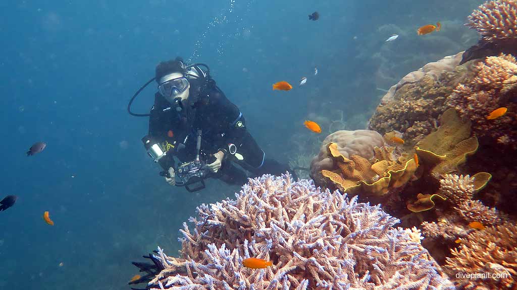 What are the Best Diving Places on our Great Barrier Reef? Reef scene with diver at Hardy Reef diving Whitsundays on the Great Barrier Reef