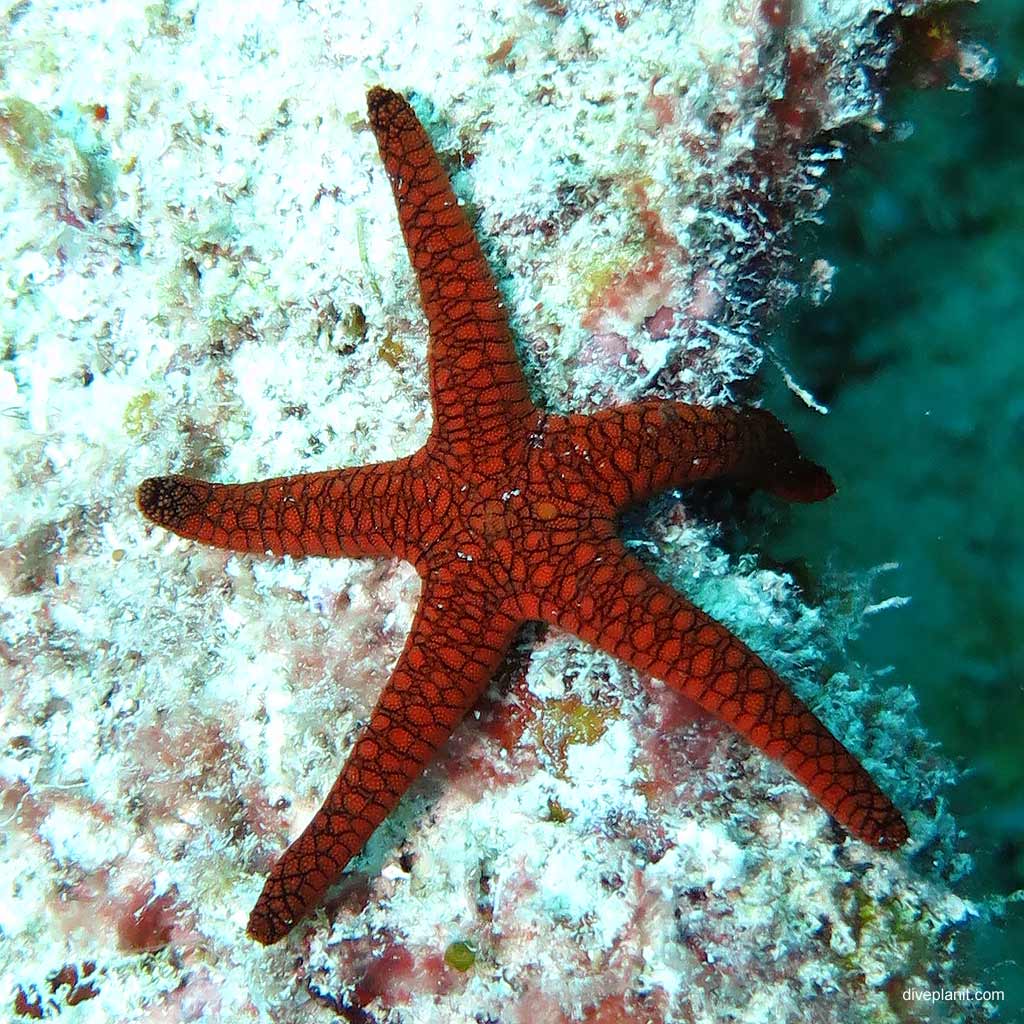 The many different seastars and critters you’ll see at ReefWorld Hardy Reef in the Whitsundays on the Great Barrier Reef snorkelling or diving