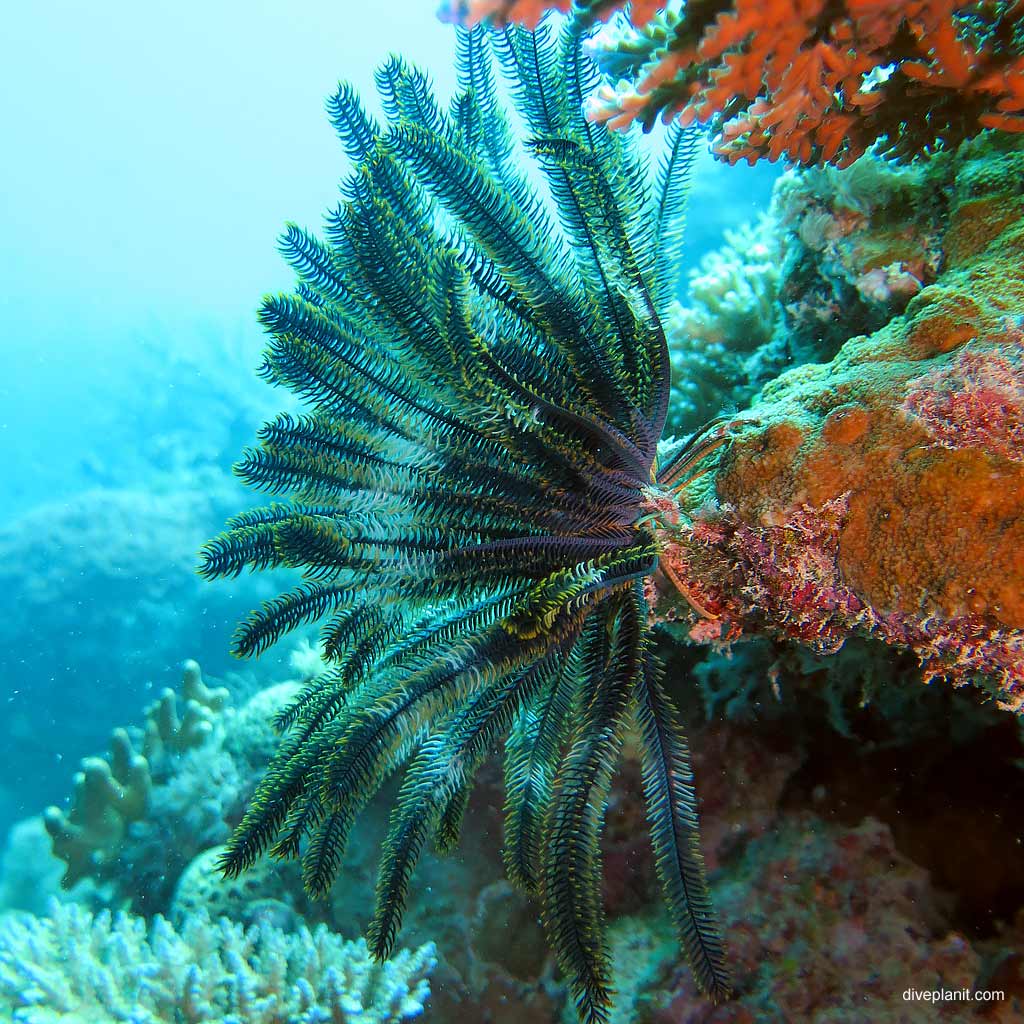 Big featherstar at Hardy Reef diving Whitsundays