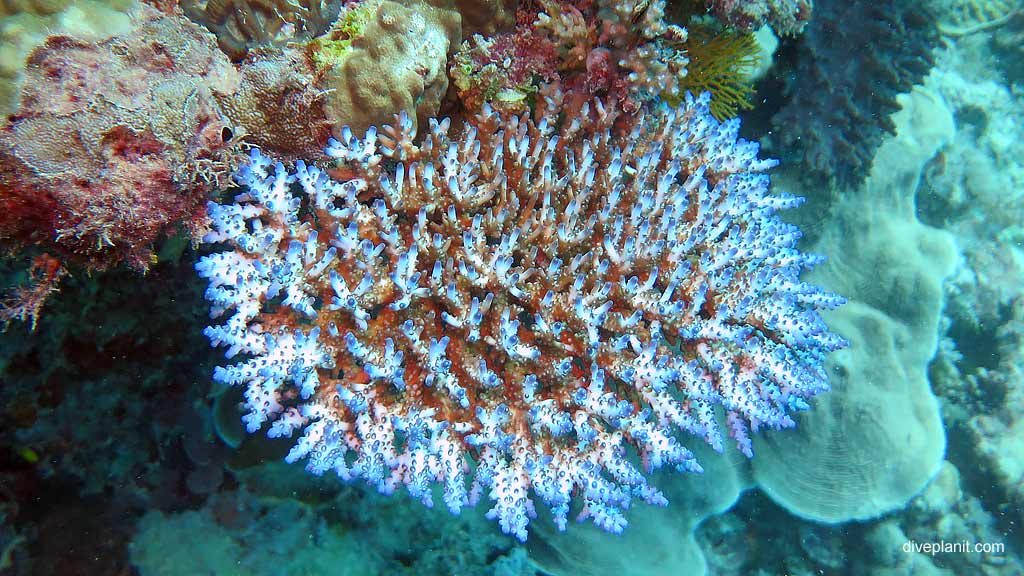 The many different corals you’ll see at Hardy Reef Whitsundays on the Great Barrier Reef snorkelling or diving from Cruise Whitsundays ReefWorld platform