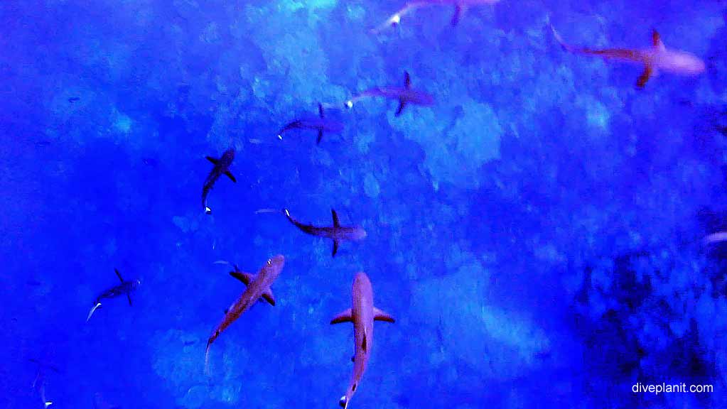 Shark School diving Rhoda Wall at Christmas Island in Australias Indian Ocean by Diveplanit