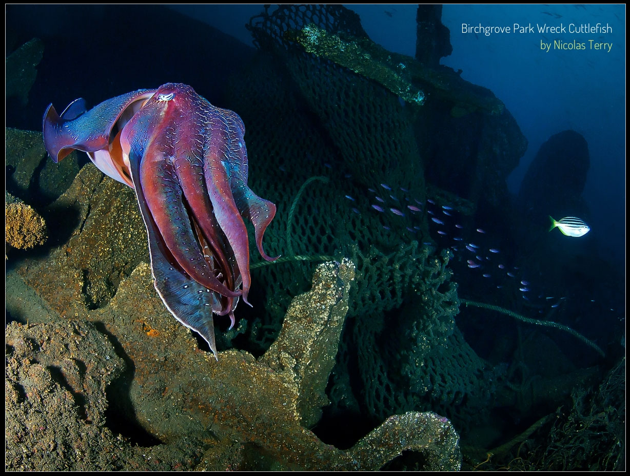 Birchgrove Park Wreck Cuttlefish by Nicolas Terry