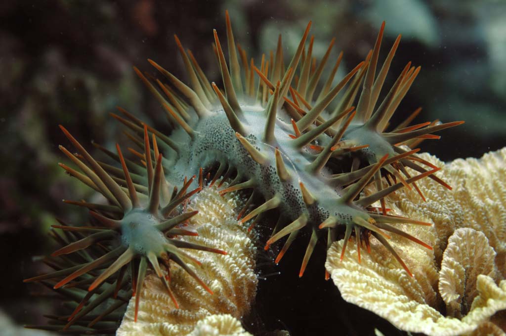 Crown of Thorns Sea Star