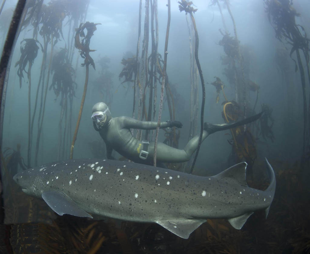 Ocean Film Festival Australia Freediver Hanli shark